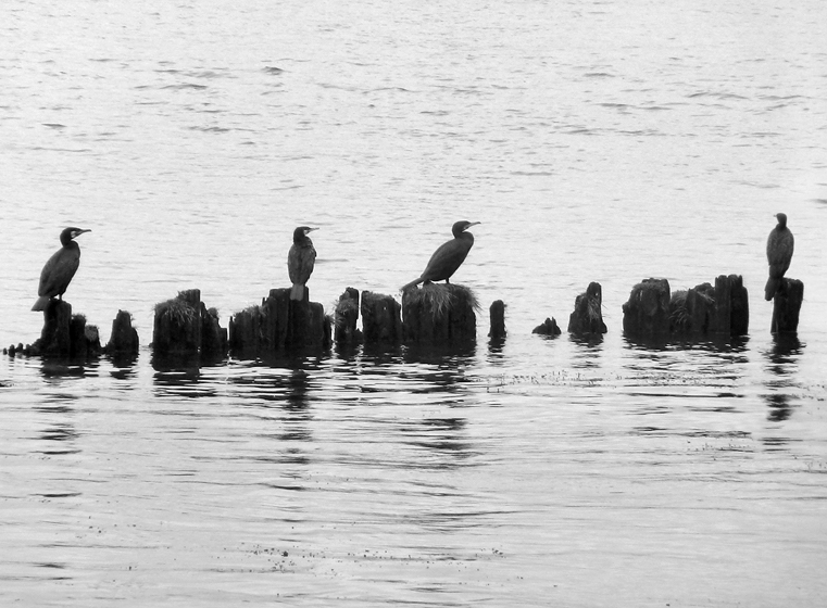 birds on stums and water